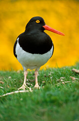 Huîtrier pie, .Haematopus ostralegus , Eurasian Oystercatcher