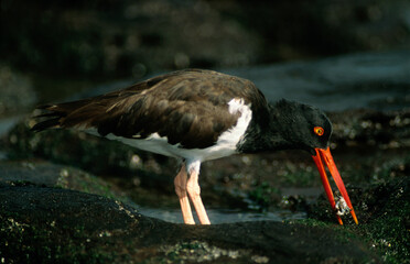 Huîtrier pie, .Haematopus ostralegus , Eurasian Oystercatcher