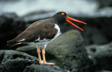 Huîtrier pie, .Haematopus ostralegus , Eurasian Oystercatcher