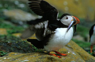 Macareux moine, poissons,.Fratercula arctica, Atlantic Puffin, Lançon, Hyperoplus lanceolatus