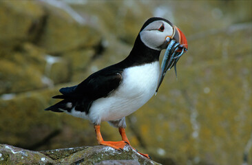 Macareux moine, poissons,.Fratercula arctica, Atlantic Puffin, Lançon, Hyperoplus lanceolatus
