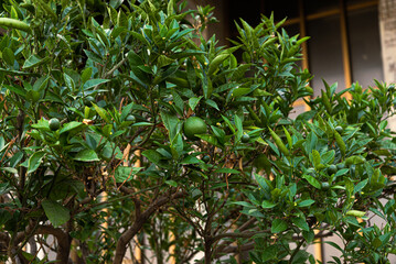 lime fruit on tree in Catania, Italy 2023