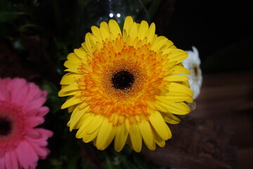 yellow flower, yellow autumn flower background, gerbera daisy in the garden
