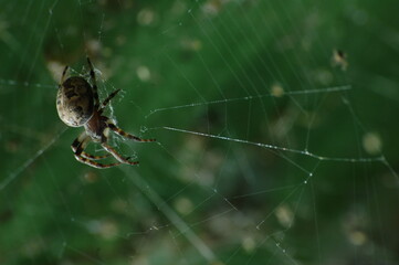 거미,spider