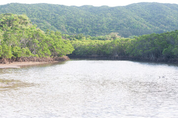 river in the forest,浦底ヒルギ群落,沖縄,日本