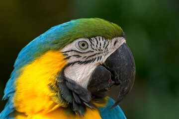 Portrait of blue and yellow Macaw
