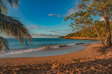 Pearl beach (la Perle) with coconut trees and sea at sunset in Deshaies, Guadeloupe, French West Indies