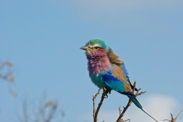 Lilac breasted roller on branch