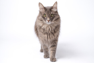 A gray cat sits on an isolated white background and looks into the camera.
