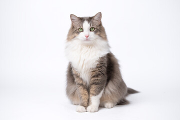 A gray cat sits on an isolated white background and looks into the camera.