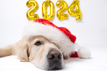Dog with balloons 2024 for new year. Golden retriever for Christmas kt;bn on white background with...