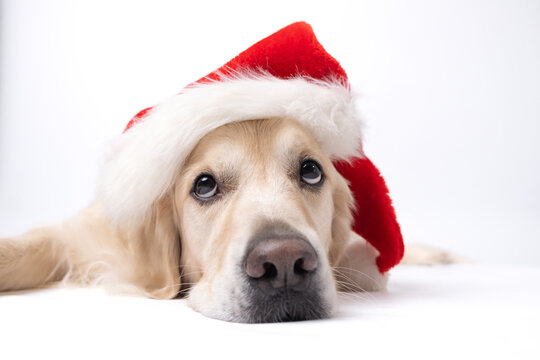 Cute Christmas dog with red Santa Claus hat lying on white background. Christmas or New Year card with golden retriever.