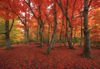 Crimson Canopy: Vermont's Maple Trees in Autumn Splendor.