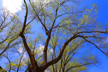 Trees from the bottom in spring season in Quebec Canada
