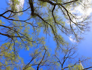 Trees from the bottom in spring season in Quebec Canada