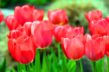 Tulips is a perennial, bulbous plant with showy flowers in the genus Tulipa, of which up to 109 species © Daniel Meunier