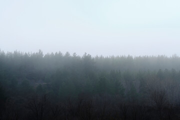 Obraz na płótnie Canvas Pine forest in thick fog. Pine tops in dense fog.