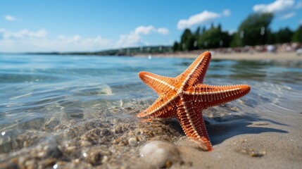Fototapeta na wymiar Starfish, Background Image, Background For Banner, HD