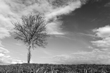 Leafless tree on the hill in black and white