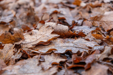 close up of fallen autumn leaves