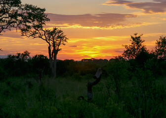 Afican sunset