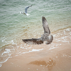 Seagulls in flight at the beach at noon in summer