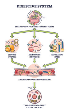 Simple digestive system process explanation outline diagram. Labeled educational scheme with gastric food breaking down to glucose, amino and fatty acids vector illustration. Body microbiology system