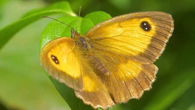 close up of gatekeeper butterfly, pyronia tithonus, aka hedge brown sitting on leaf in sunshine, flies off
