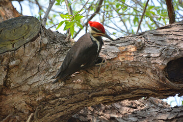 Pileated woodpecker is a large, mostly black woodpecker native to North America. An insectivore it inhabits deciduous forests in eastern North America, the Great Lakes and the boreal forests of Canada
