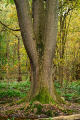 Obraz premium Triple Tree Trunk in Gosforth Park, located north of Newcastle in Tyne and Wear this woodland is popular with dog walkers and gives a rural setting in an urban area
