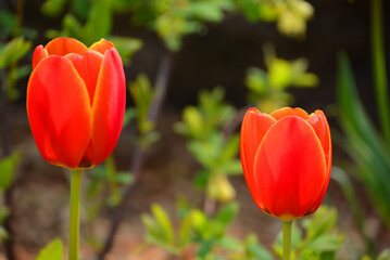 Tulips is a perennial, bulbous plant with showy flowers in the genus Tulipa, of which up to 109 species © Daniel Meunier