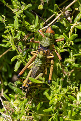 Paar des Leprous grasshopper auf einem Strauch in der Draufsicht