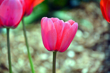 Tulips is a perennial, bulbous plant with showy flowers in the genus Tulipa, of which up to 109 species © Daniel Meunier