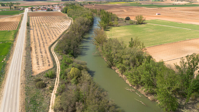Aerial view of a lone tree in a vineyard during spring in the Ribera del Duero denomination of origin region in the Valladolid province of Spain