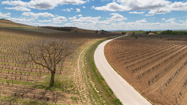 Aerial view of a lone tree in a vineyard during spring in the Ribera del Duero denomination of origin region in the Valladolid province of Spain