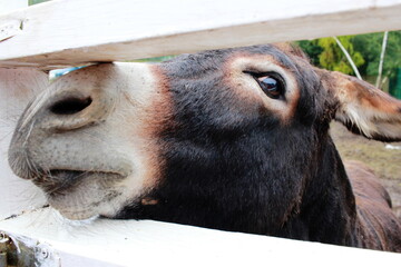A close-up photo of a donkey head. Zoo.