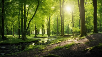 Obraz premium Panoramic view of the green summer beech forest. Sunlight through the mighty trees. Environmental conservation, ecology, pure nature, ecotourism. Idyllic landscape