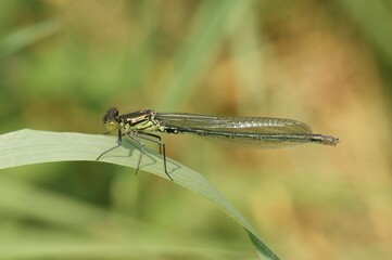 Closeup on a female of the European red-eyed damselfly Erythromma najas