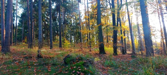 Las jesienią