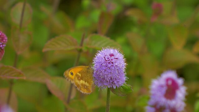 gatekeeper butterfly, pyronia tithonus, aka hedge brown feeding, collecting nectar from purple flower, water mint, in wildlife garden