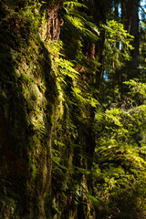 Backlit fern plants growing on a rock, Adrspach rocks, Czech Republic © Vidu Gunaratna