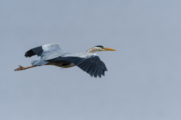 Graureiher im Flug	