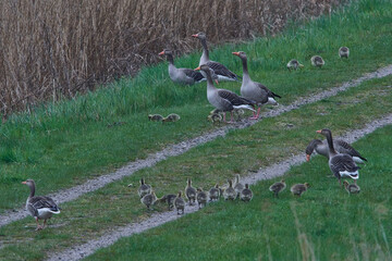 Graugänse mit Küken bei der Futtersuche	