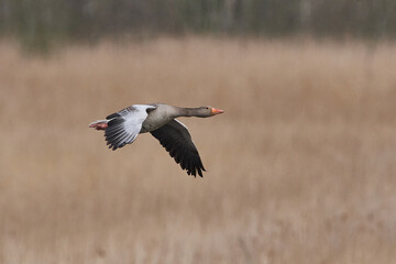 Fliegende Graugans in der Abendsonne	