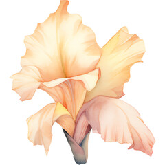 watercolor pale peach color gladiolus flower - obrazy, fototapety, plakaty