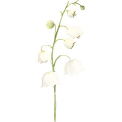 watercolor white lily of the valley flower