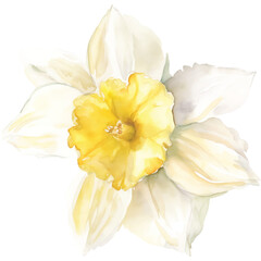 watercolor white narcissus flower