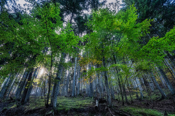 Fototapeta premium Sottobosco autunnale