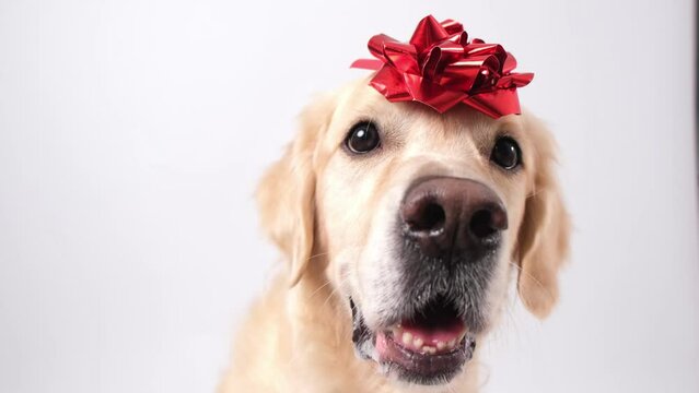 A dog with a red gift bow on his head. Golden Retriever for Valentine's Day, Christmas, wedding or birthday. Postcard with a pet.