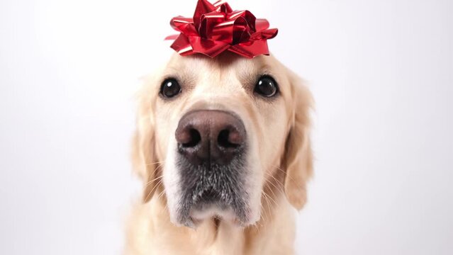 A dog with a red gift bow on his head. Golden Retriever for Valentine's Day, Christmas, wedding or birthday. Postcard with a pet.